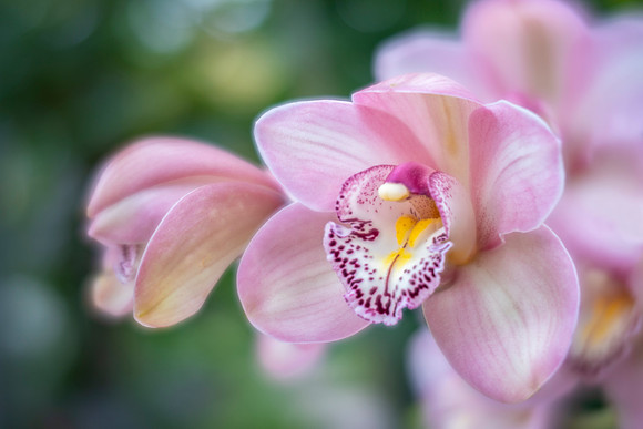 Cymbidium Orchids
