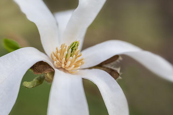 Star Magnolia