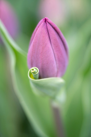 Tulip Curl