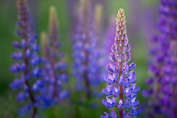 Lupines of Madeline Island