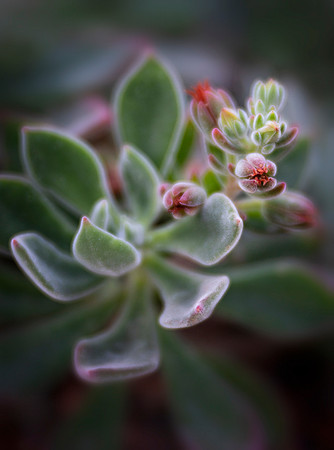 Red Velvet Echeveria