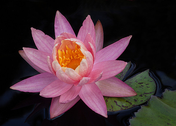 Waterlily