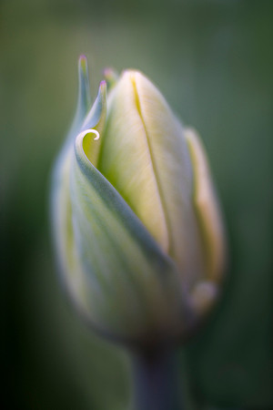 Tulip Curves