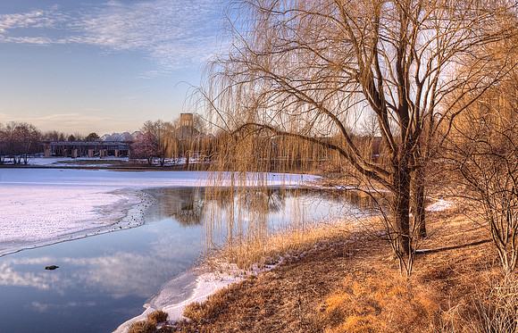 Garden in WInter