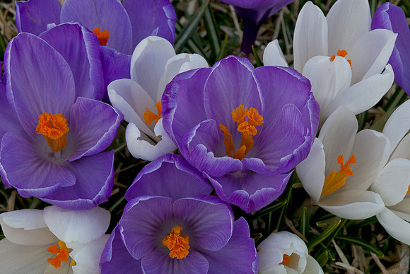 Crocus