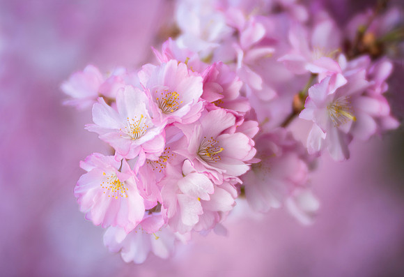 Cherry Blossoms in Copenhagen