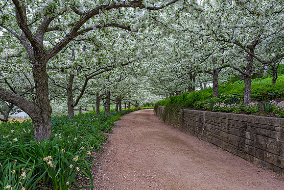 Crabapple Path