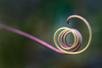 Garden Tendril