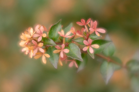Abelia Flowering Bush