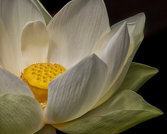 White Lotus