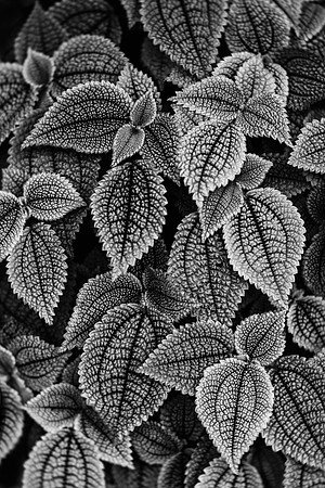 Pilea