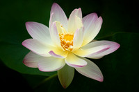 Lotus 'Beautiful Dancer'