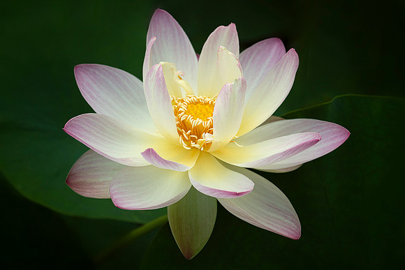 Lotus 'Beautiful Dancer'