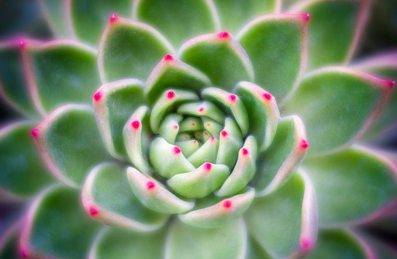 Colorful Succulent