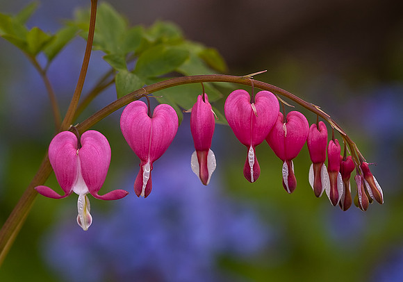 Bleeding Heart