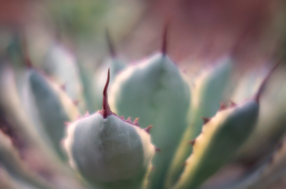 Lucky Crown Butterfly Agave 'Kichijokan'