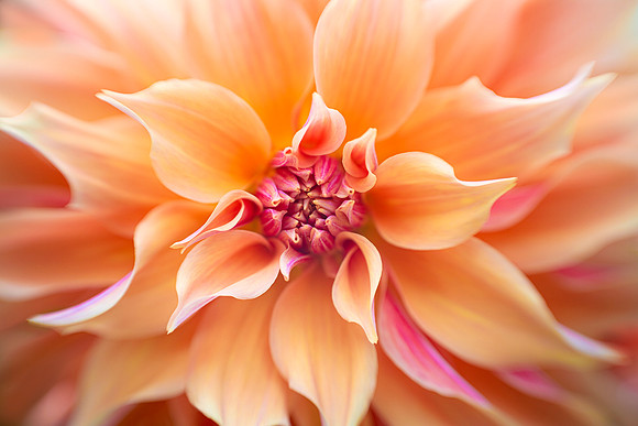 Dahlia 'Labyrinth'