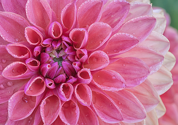 Dahlia with Dew