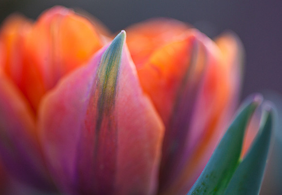 'Orange Princess' Tulip