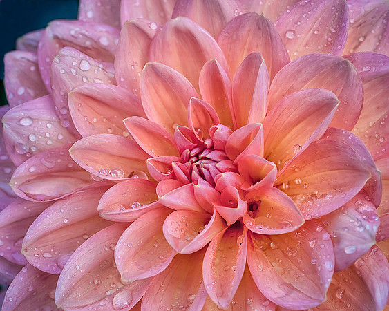 Dahlia
