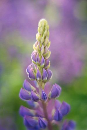 Lupine Dancer