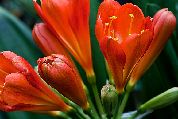 Natal Lily