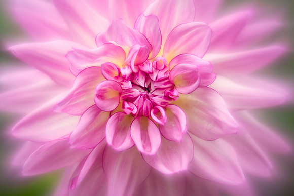 Dahlia 'AC Chelan'