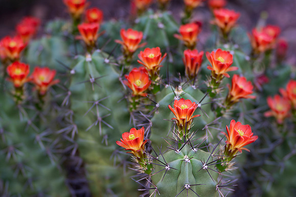Scarlet Hedgehog Cactus