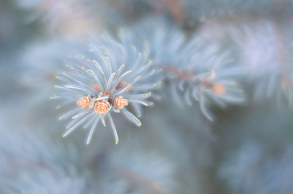 Winter Evergreens