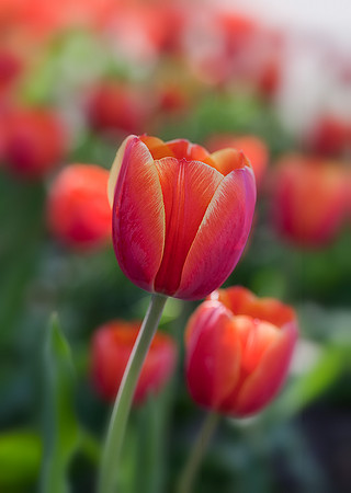 Tulipa 'Ad Rem'
