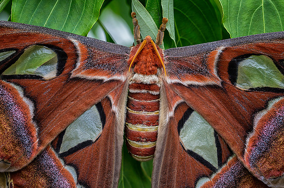 Atlas Moth - Female