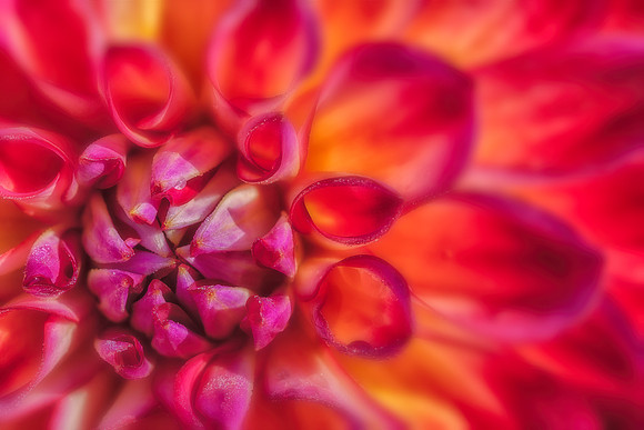 Dahlia