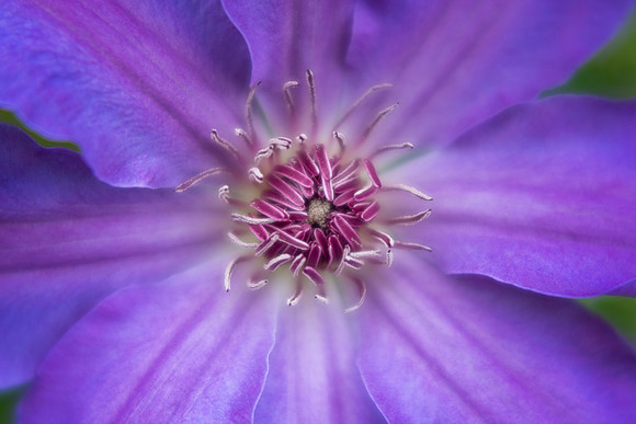 Clematis