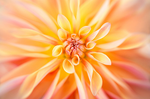Dahlia 'Labyrinth'
