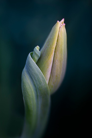 Tulip with a Curl