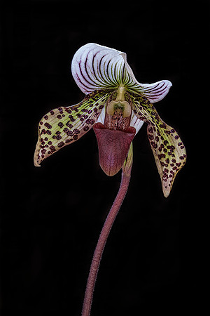 Paphiopedilum #3