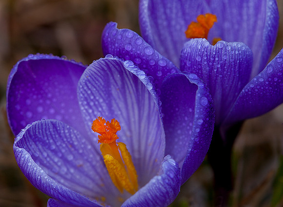 'Remembrance' Dutch Crocus