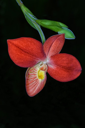 Phragmipedium