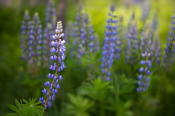 Lupines of Acadia