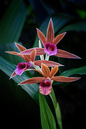 Phaius