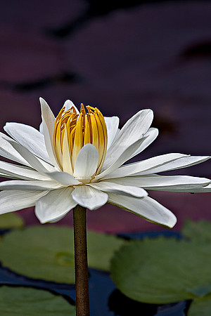 Waterlily