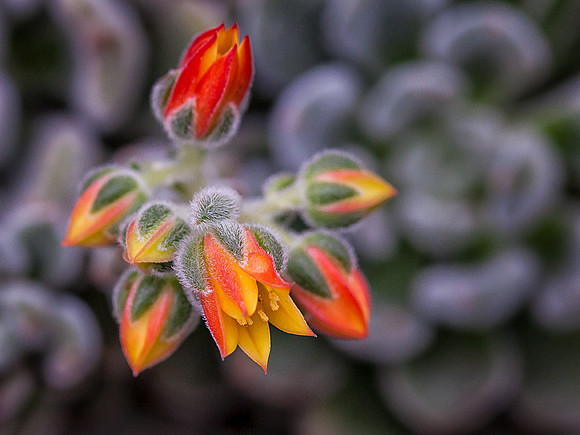 'Red Velvet' Echeveria Flower