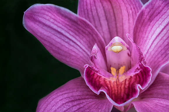 Cymbidium #2