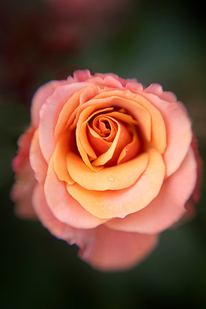 Evening Rose