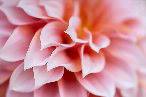 Dahlia 'Peaches 'N Cream'