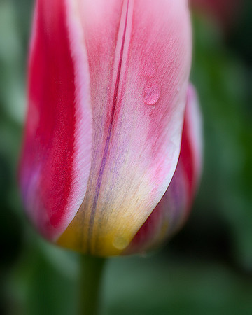 Tulip