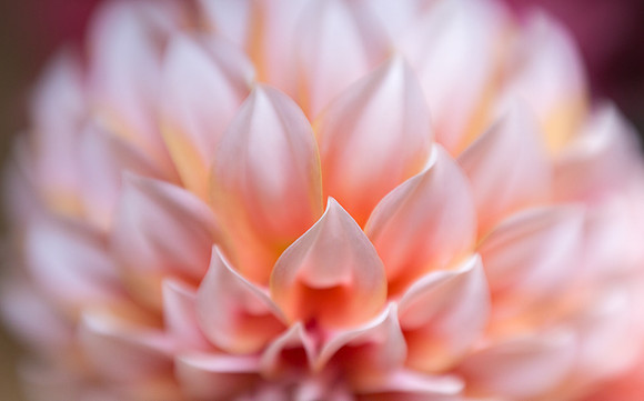 Dahlia Abstract