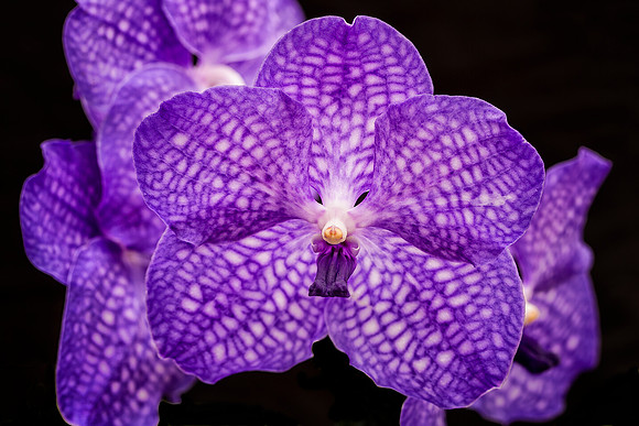 Vanda