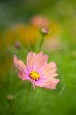 Cosmos in Copenhagen