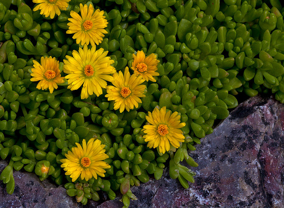 Ice Plant